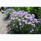Альпийская сиреневая и голубая ромашка в наличии - фото № 7