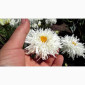 Альпийская сиреневая и голубая ромашка в наличии - фото № 8