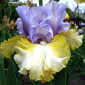 Высокорослые ирисы редкие цвета - фото № 5