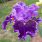 Высокорослые ирисы редкие цвета - фото № 16