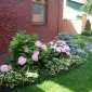 Хоста королевская Wide Brim дешево всего 99 грн - фото № 4