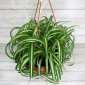 Хлорофитум кудрявый – комнатное растение - фото № 3