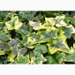 Плющ канарский и садовый недорого - фото № 8