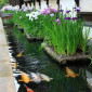 Водные растения для вашего пруда - фото № 1