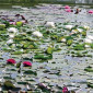 Водные растения для вашего пруда - фото № 11