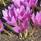 Крокус осенний - Колхикум - луковицы в продаже - фото № 1