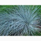 Декоративные травы Овсец вечнозеленый (Helictotrichon sempervirens) - фото № 3