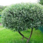 Саженцы декоративных деревьев и кустарников на продажу - фото № 10