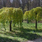 Саженцы декоративных деревьев и кустарников на продажу - фото № 8