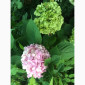 Гортензія великолиста квітуча, рожева Сл. ремонтантна - фото № 4