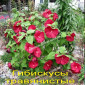 Гибискусы древовидные махровые 18 сортов - фото № 11