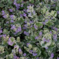 Продам саженцы живучки ползучей(Ajuga reptans) Атропурпуреа - фото № 5