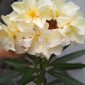Олеандр кремовый махровый LUTEUM PLENUM - фото № 2