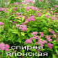 Спирея Макрофилла декоративный кустарник - фото № 4