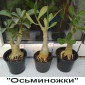 Адениум Mini Size привит на обессум - фото № 13