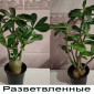 Адениумы укорененные черенки-будущие осьминожки - фото № 9