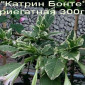 Бругмансия вариегатная (пестролистная) Катрин Бонте - фото № 1