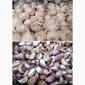 Дробилка для часнику: поділ головок часнику на зубчики STvega Garlic Separator - фото № 16