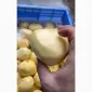 Машина для ножового очищення картоплі STvega KPel Potato H500 - фото № 9