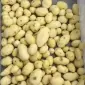 Машина для ножового очищення картоплі STvega KPel Potato H500 - фото № 10