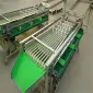 Сортировочно-калибровочная машина для овощей и фруктов STvega Sorting H2000 - фото № 2