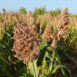 Семена сорго веничное КАРЛИКОВОЕ 54 элита - фото № 1