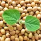 Закупаем зерновую продукцию ячмень, пшеницу(4 кл.), кукурузу, сою ГМО - фото № 1