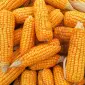 Есть покупатели пшеницы и кукурузы с эливаторов и хозяйств с всей Украины 1 000 тонн - фото № 1