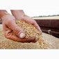 Покупаем зерновые культуры - фото № 1