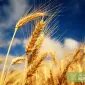 Закупаємо ячмінь, пшеницю, кукурудзу, соняшник, ріпак, льон, гірчицю, горох, сою. - фото № 2