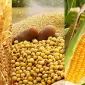 Закуповуємо відходи кукурудзи, пшениці, сої, соняшнику - фото № 1