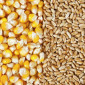 Куплю кукурузу, фуражную пшеницу, сою - фото № 1