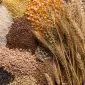 Купляем зерновую и масличную культуру Соя, Рапс, Пшеница, Кукуруза - фото № 1