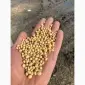 Куплю рипак сою подсолнечник горох кукурузу пшеницу ячмень - фото № 1