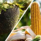 Продаємо гібриди кукурудзи та соняшнику Сингента, Лімагрейн, Лідея, Піонер, Массідс, РАЖТ - фото № 1
