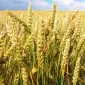 Пшеница КВС Аквілон от KWS в продаже - фото № 1