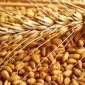 Семена пшеницы Ранняя 93 элита 1 репродукция - фото № 1