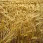 Семена пшеницы твердой сорта Нащадок элита 1 репродукция - фото № 1