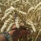 Насіння пшениці Катруся Одеська (ЕЛІТА) - продаж - фото № 1