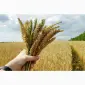 Купівля пшениці (2/3/4 клас) в м. Львів - фото № 1
