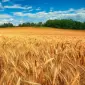Купуємо пшеницю (2/3/4 клас) в м. Суми - фото № 1