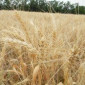 СРОЧНО продается посевной сорт твердой пшеницы RAINY из Канады - фото № 1