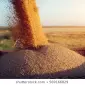 Продается пшеница фуражная на экспорт от производителей, от 100 тонн - фото № 1