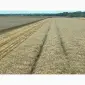 Продажа семян озимой пшеницы Яліта - фото № 2