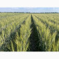 Пшениця м'яка озима Слава Унави на продаж - фото № 2
