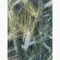 Насіння пшениці твердої Спадщина - фото № 1