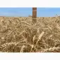 Насіння ярої пшениці МІП Візерунок - фото № 1