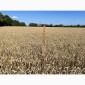 Продаж насіння пшениці ярої Дубравка - фото № 4