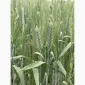 Насіння пшениці твердої Чадо на продаж - фото № 1