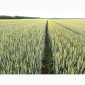 Насіння пшениці ярої МІП Злата, еліта - фото № 2